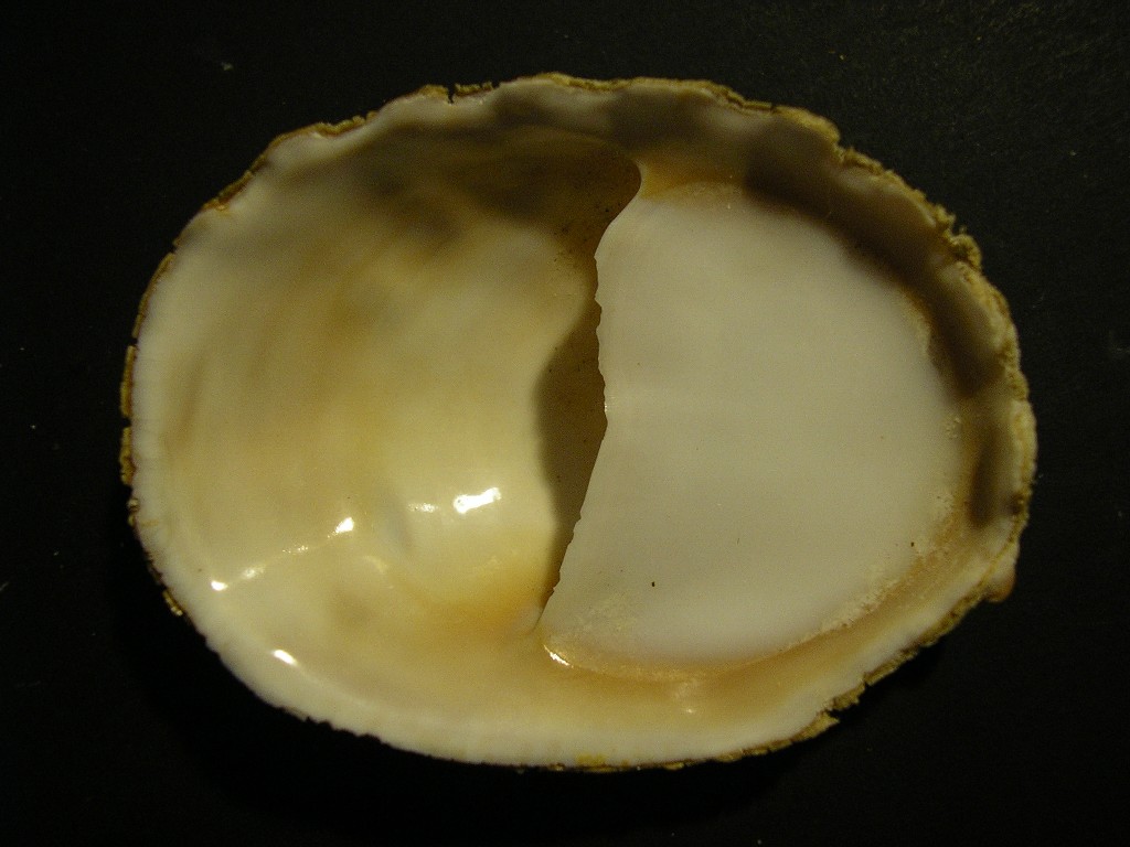 Crepidula fornicata